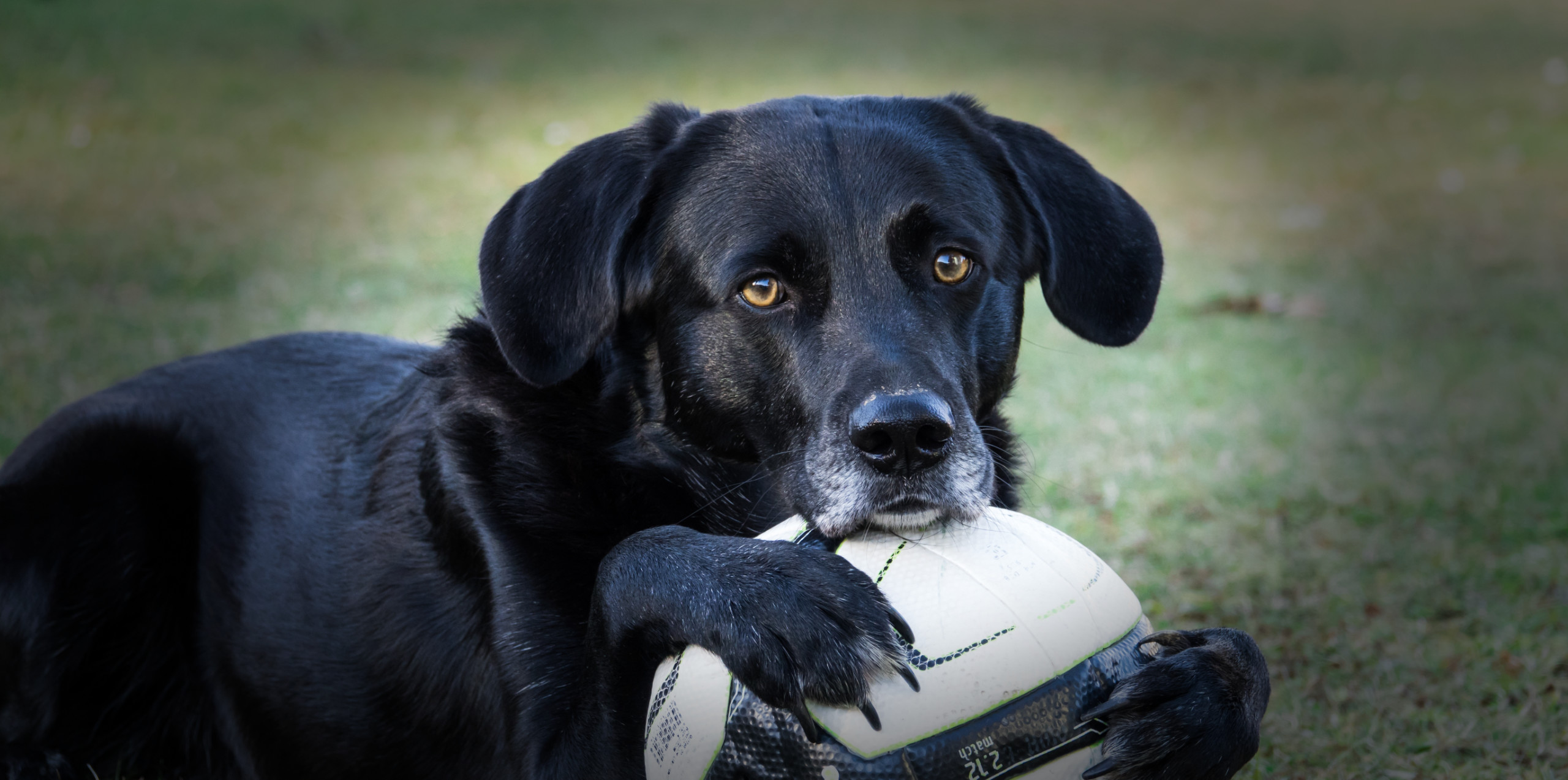 Welcher Hund passt zu Ihnen?